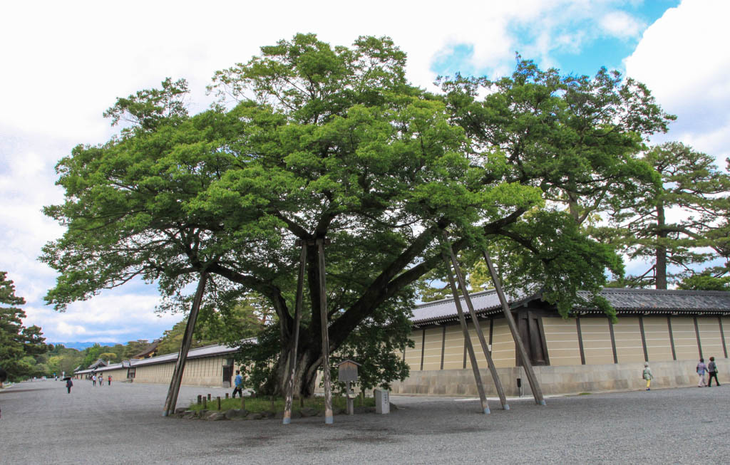 Un arbre vénérable à coté du palais impérial