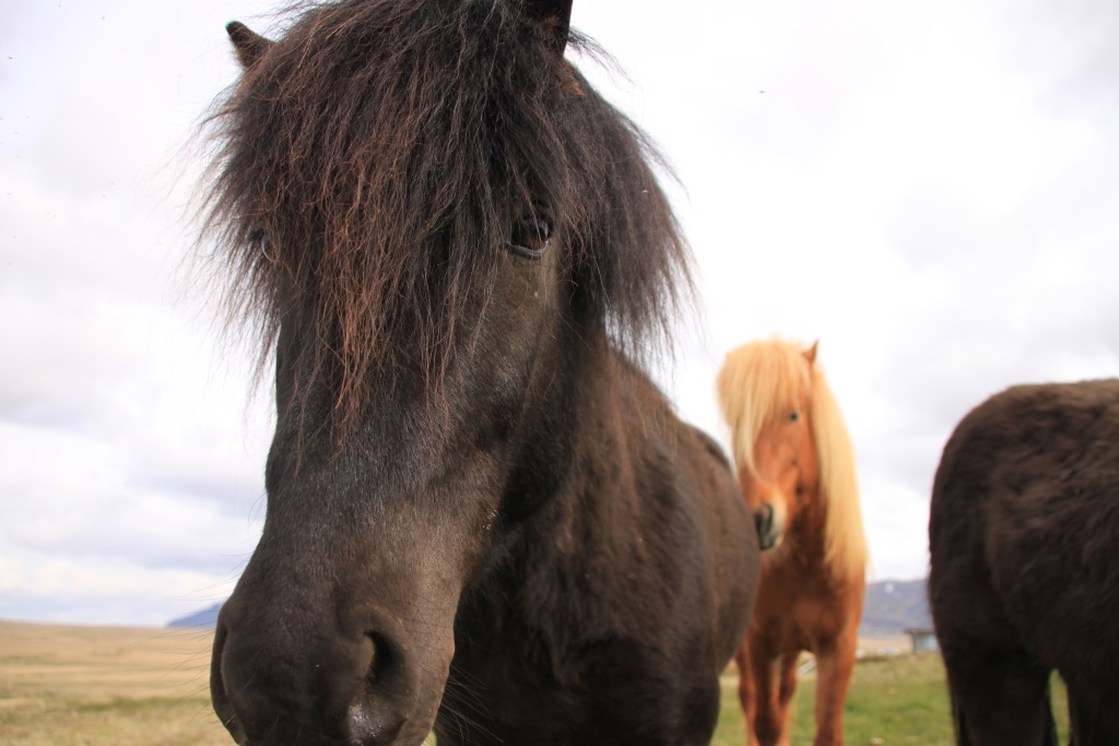 On fait connaissance avec le cheval islandais