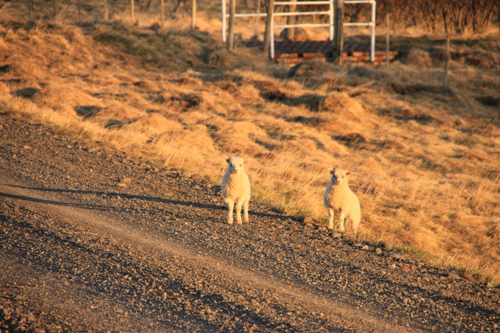 Des jeunes moutons, pas encore fatigués, courent partout !