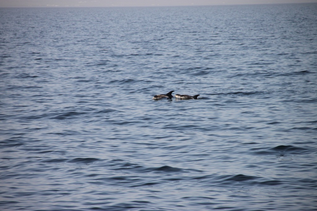 Un groupe de dauphin à bec blanc fait son apparition