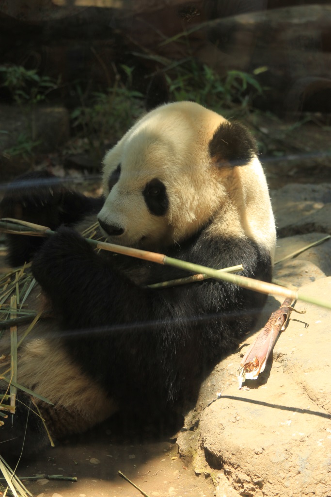Panda numéro 1 en train de se baffrer