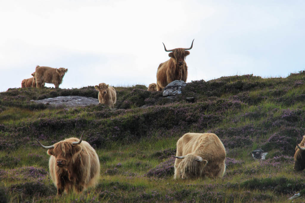 Les vaches écossaises