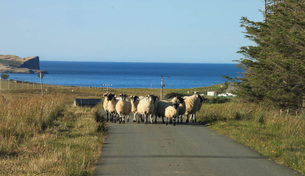 Un gang de mouton qui nous empêche de passer