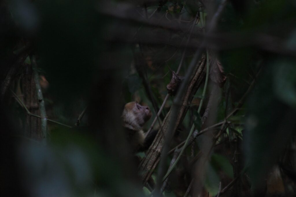 Un capucin qui se déplace dans la jungle